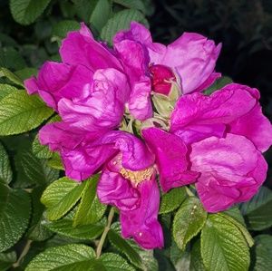 Meet your Posher, EA